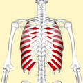 Thumbnail for version as of 21:08, 18 November 2012