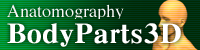 File:BodyParts3D Anatomography.png